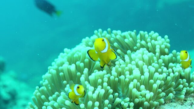 under the ocean with clownfish and Sea anemone