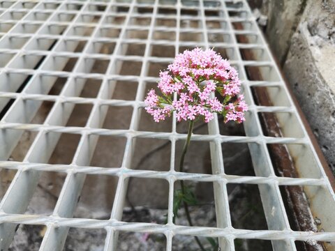 rejilla canaleta arriate silvestre rosa 