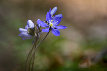 Closeup photo of first spring blue and yellow flowers that growing in the forest. Hepatica nobilis