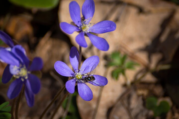 Closeup photo of first spring blue and yellow flowers that growing in the forest. Hepatica nobilis