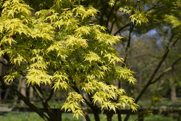 Japanese green maple