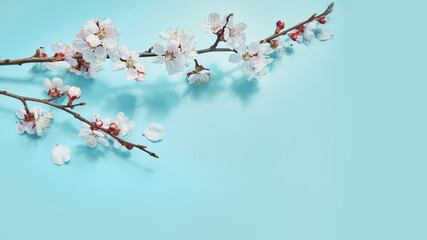 Obraz premium photo of spring white cherry blossom tree on blue