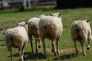 A sheep native to New Zealand.