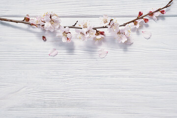 Fototapeta premium photo of spring white cherry blossom tree on blue