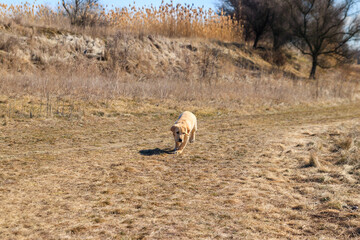 Obraz premium Cute labrador retriever puppy running on a meadow