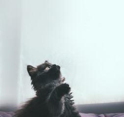Black kitten sits with a raised paw on a pastel-colored pillow or couch. Look up. Place for text