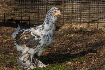 Rare porcelain Brahma chicken with feathered legs, meat breed poultry.
