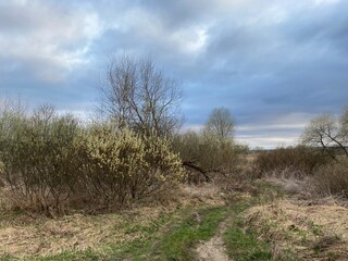 Spring landscape.  The yellow willow buds have blossomed on the branches in the spring.