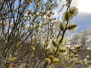 The yellow and fluffy buds of the pussy willow blossomed on the branches in the spring.