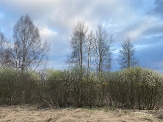 Spring landscape.  The yellow willow buds have blossomed on the branches in the spring.