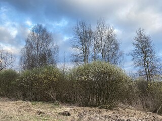 Spring landscape.  The yellow willow buds have blossomed on the branches in the spring.