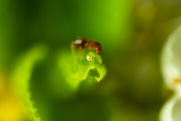 Water drop with blurry ant 