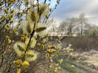 The yellow and fluffy buds of the pussy willow blossomed on the branches in the spring.