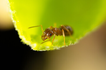 Red ant on a leaf