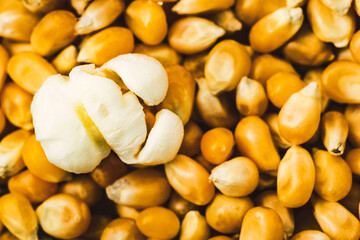 Granos de palomitas de maiz. Palomita macro. 