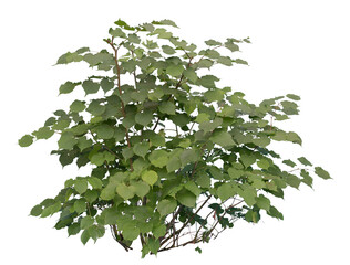 Cutout of a Deciduous shrub isolated on white background.