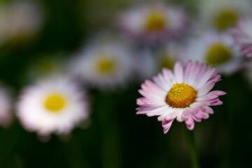 Chamomile flowers in a sunny garden.  