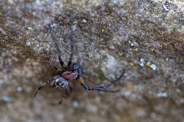Selective focus of camouflaged black spider on a rock. 