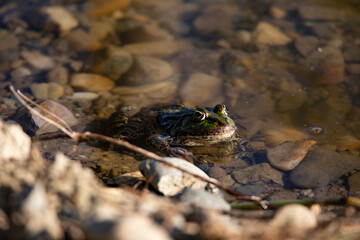 Frog resting in a water in summer. 