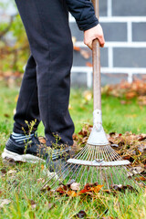 The gardener tends the green lawn by raking the fallen leaves in the garden with a metal rake.