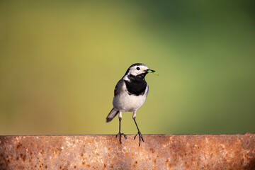 Wagtail with a worm in its beak sitting on a branch in summer. 