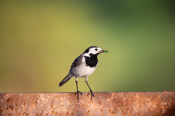Wagtail with a worm in its beak sitting on a branch in summer. 