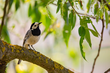 Wagtail with a worm in its beak sitting on a branch in summer. 