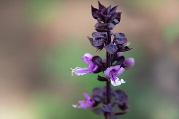 Purple inflorescences of the basil flower osimum close-up.Selective focus. The concept of spicy plants
