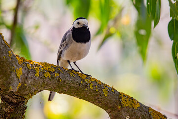 Wagtail with a worm in its beak sitting on a branch in summer. 