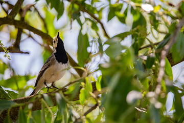 Fototapeta premium Wagtail with a worm in its beak sitting on a branch in summer. 