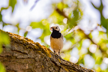Wagtail with a worm in its beak sitting on a branch in summer. 