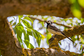 Wagtail with a worm in its beak sitting on a branch in summer. 