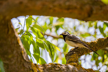 Wagtail with a worm in its beak sitting on a branch in summer. 