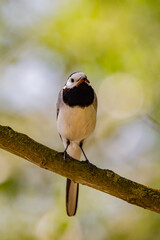Wagtail with a worm in its beak sitting on a branch in summer. 