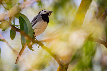 Wagtail with a worm in its beak sitting on a branch in summer. 