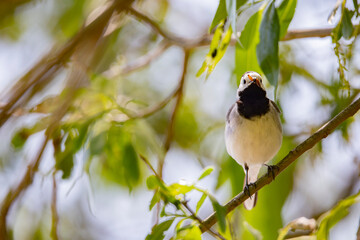 Wagtail with a worm in its beak sitting on a branch in summer. 