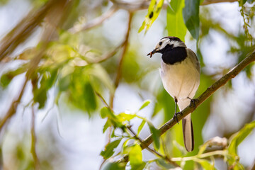 Wagtail with a worm in its beak sitting on a branch in summer. 