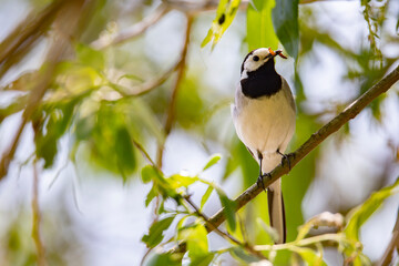 Wagtail with a worm in its beak sitting on a branch in summer. 