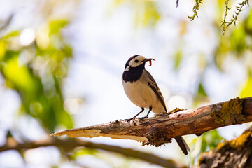 Wagtail with a worm in its beak sitting on a branch in summer. 