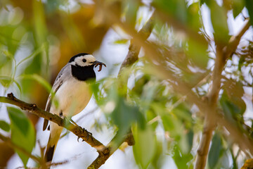 Wagtail with a worm in its beak sitting on a branch in summer. 