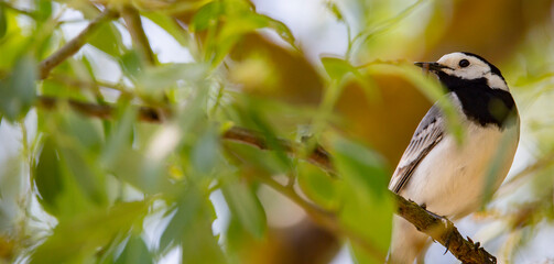 Wagtail with a worm in its beak sitting on a branch in summer. 