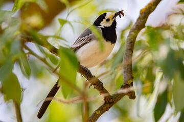 Wagtail with a worm in its beak sitting on a branch in summer. 