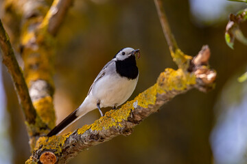 Obraz premium Wagtail with a worm in its beak sitting on a branch in summer. 