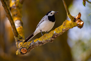 Wagtail with a worm in its beak sitting on a branch in summer. 