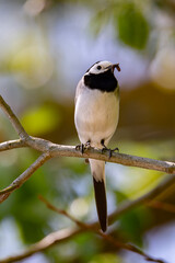 Wagtail with a worm in its beak sitting on a branch in summer. 