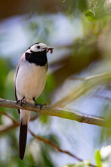 Wagtail with a worm in its beak sitting on a branch in summer. 