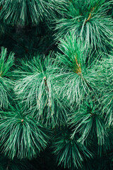 Coniferous needles on a tree. Green fluffy needles