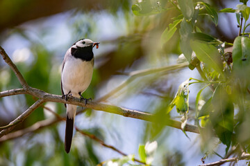 Wagtail with a worm in its beak sitting on a branch in summer. 