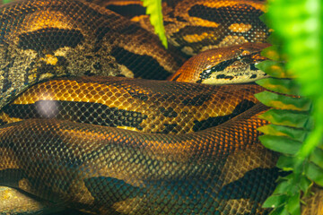 Snake skin close up, snake scales background, python skin texture