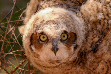 A Large specie of Owl (Short Eared Owl) that can be found in the desert southwest of Texas, and New Mexico, camouflaged against a fence